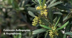 Biosolids Olivetree Blogpost March2022 In