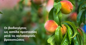 Biosolids Peach Blogpost July2022 In